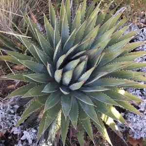 Agave 'Kaibab Plateau Century Plant' - (Agave utahensis 'kaibabensis')